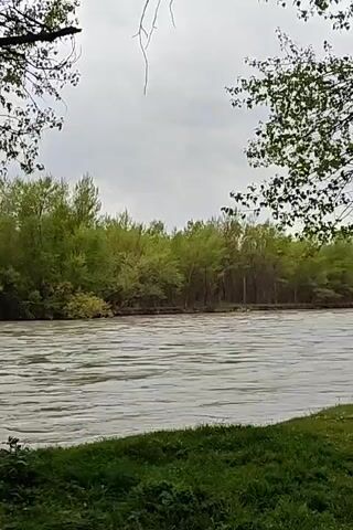 The video shows a river with muddy water, framed by trees on both sides. The near bank is covered in green grass. The sky is overcast, and there is a large fallen tree trunk on the near bank of the river. The camera pans slightly to the right, revealing more of the riverbank and the trees along it.