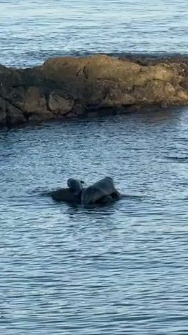 Two seals are resting on a rock in the water. One seal is positioned behind the other and is partially on top of it. Both seals are dark in color. The water is a calm, muted blue. In the background, there is a larger rock formation that is partially submerged. The scene appears to be natural and serene.