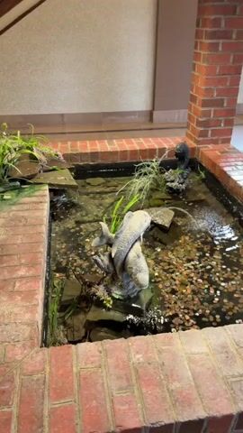 A small indoor water feature is depicted, framed by red brick. The water feature contains a shallow pool filled with many coins, predominantly pennies, carpeting the bottom. A decorative stone fish statue is prominently placed, with water spraying from its mouth into the pond. Rocks and aquatic plants, including some tall grasses, are visible within and around the pond. The overall environment appears to be a building interior, possibly a lobby or atrium, with neutral-colored walls in the background. The camera angle is high, looking down and across the water feature.