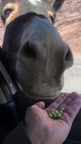 A close-up shot shows a donkey's head emerging from the driver's side window of a vehicle. The donkey's snout is directed toward a human hand extended from inside the vehicle, holding several green beans. The donkey gently takes the beans from the hand. The background shows a blurred, rocky landscape and a road. The interior of the car, including part of the door panel, is visible in the foreground.