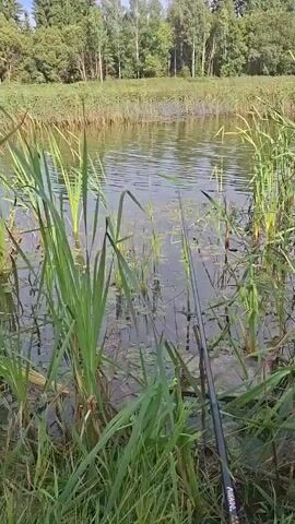The video shows a body of water with tall green reeds and plants growing along the edge. The water is calm with a few small ripples. In the background, there is a line of trees, some of which are evergreen and some are deciduous, with a clear sky above. A fishing rod is visible in the foreground, held by someone out of frame, suggesting an activity of fishing. The overall environment appears to be a natural, outdoor setting, likely a lake or pond.