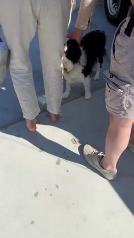 A person with light-colored pants is petting a black and white dog on a paved surface. The dog is looking up at the person. Another person's legs, wearing shorts and light-colored sneakers, are visible on the right. A third person's legs, wearing light-colored pants and white sneakers, are on the left. The dog is the primary focus of the interaction, receiving attention from the person on the left. The environment appears to be outdoors, with shadows suggesting sunlight. The video captures a moment of interaction between humans and a dog.