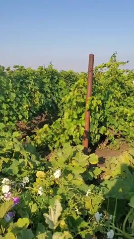 The video pans across a field of green plants under a clear blue sky. In the foreground, there are leafy green plants and some small white and purple flowers. A wooden post stands upright in the middle of the frame, supporting some of the plants. Behind the foreground plants, rows of grapevines stretch into the distance, with more wooden posts supporting them. The overall impression is a sunny day in a vineyard or garden.