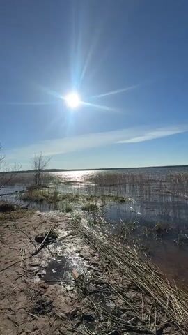 The video opens with a wide shot of a body of water, likely a lake or large river, under a clear blue sky. The bright sun, positioned in the upper left, casts reflections on the water. The foreground features a muddy and sandy shore with scattered dry reeds and branches. Tall, dry reeds line the water's edge, extending into the distance. The camera pans slowly to the right, continuing to show the expanse of water and reeds. In the background, power lines or telephone poles are visible along the distant horizon.

The perspective then shifts to a selfie-style shot. A young woman with dark hair, wearing a black jacket over a grey hoodie, looks directly at the camera. Her hair is gently blown by the wind. She has a nose piercing and a black choker necklace. Behind her, another person with light brown hair is partially visible, drinking from a green bottle. The clear blue sky is prominent in this shot. The video concludes with a brief pan showing the dry, sparse vegetation and power lines in the background. The scene depicts an outdoor, natural landscape by a body of water, characteristic of a sunny and possibly windy day in a location like Toksovo, Russia. No visible text is present in the video.