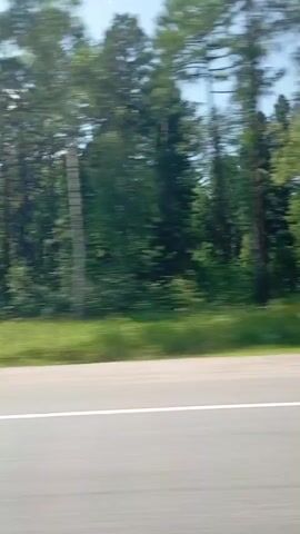 This media file captures a fleeting glimpse of a roadside scene, likely from the perspective of a moving vehicle. The primary subject is a dense forest of green trees lining the side of a paved road. The motion blur indicates that the camera is in transit, suggesting a journey or travel. The trees, varied in height and density, create a natural backdrop against a bright, clear sky, hinting at fair weather. The time of day appears to be daytime, possibly midday, given the illumination. The road itself is a grey asphalt surface with a distinct white line marking its edge, a common feature of roads in populated or developed areas. The scene is devoid of any people or distinct man-made objects other than the road itself. The setting, identified as Moty, Russia, places this visual within a specific geographical context, suggesting a rural or semi-rural environment characterized by abundant natural landscapes. The overall impression is one of movement through a serene, natural environment. There is no visible text in the media file.