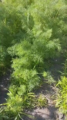 The video captures a close-up view of a lush dill plant growing in a garden. The dill is vibrant green, with feathery leaves and stalks reaching upwards. The camera pans slowly, offering different angles of the plant and its surroundings. In the background, other plants, possibly vegetables like potatoes, can be seen growing in rows. The ground is dark soil, with some dry leaves and debris scattered around. Sunlight streams down, casting shadows and highlighting the texture of the plants. The scene appears to be outdoors on a sunny day, likely in a rural setting given the presence of a garden. The focus is entirely on the natural growth and beauty of the dill plant, suggesting a peaceful and tranquil atmosphere. There is no visible text in the video. The overall impression is one of natural abundance and the simple beauty of a garden.