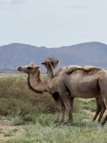 Two Bactrian camels are in a dry, grassy field with rolling hills in the background. The camel on the left is facing left, with its head turned towards the viewer. The camel on the right is facing away from the viewer, with its back to the camera. Its humps are visible. The camel on the right is walking away from the camera and towards the right side of the frame. The sun is shining, and the sky is a pale blue with some clouds. The ground is covered in dry grass and sparse green vegetation. There are some small bushes scattered around the field. In the distance, there are faint outlines of mountains.
