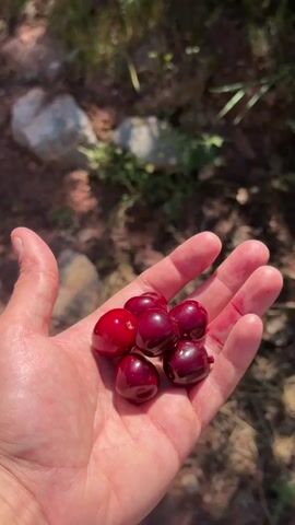 A person's hand is shown holding several ripe, dark red cherries. The background is blurred and appears to be an outdoor environment with greenery, possibly a cherry tree. The cherries are round and glossy.