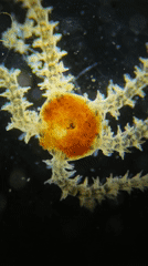 Microscopic marine organism with orange core captured on video
