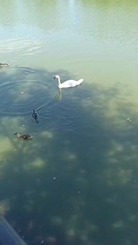 A high-angle, static shot captures a pond with a swan and several ducks. The swan, a large white bird, is positioned in the upper center of the frame, swimming to the left. Below and to the left of the swan, a duck swims towards the left. Another duck is positioned to the left of the swan, also swimming left. A third duck is to the bottom right of the swan, swimming to the left. A fourth duck is to the far left of the frame, also swimming left. The water is a murky green, with light reflecting off the surface. Shadows of trees are visible on the water's surface. The overall impression is a tranquil scene of waterfowl in a pond.