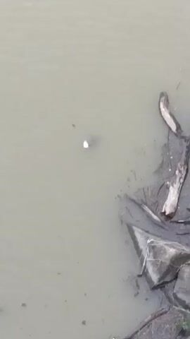 The image displays a top-down view of a murky body of water, likely a pond, lake, or slow-moving river. The water itself is a dull greenish-gray or brownish-gray, indicating a high sediment content or algae.

Near the center of the frame, a small, white, irregularly shaped object floats on the surface. Its precise identity is unclear, but it appears to be a piece of lightweight debris, possibly plastic, paper, or a natural item like a feather.

Along the right side and extending towards the bottom right, the water's edge is visible, characterized by several dark, irregular shapes that are partially submerged or lying just beneath the surface. These objects appear to be natural elements such as fallen tree branches, driftwood, or rocks covered in sediment, contributing to a natural, somewhat undeveloped shoreline appearance.

The lighting suggests it is daytime, but appears overcast or dull, as there are no strong shadows or bright reflections on the water's surface. The scene is static, with no visible activity beyond the floating object and the presence of natural and possibly human-made debris in the water. No people or visible text are present in the frame.
