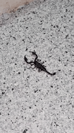 Black scorpion spotted indoors on Ko Samui floor
