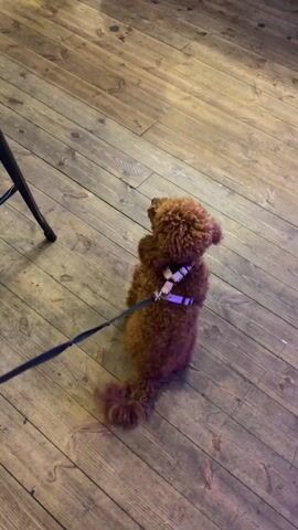 A small brown poodle is on a leash and harness, standing on a wooden floor. A person in black sneakers walks by.