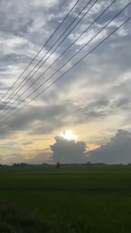 A vertical video shows a wide expanse of green rice fields under a cloudy sky during sunset. The sun is partially obscured by a large, dark cloud, casting a soft golden light across the sky. Several power lines stretch diagonally across the upper portion of the frame. In the distance, a few silhouetted figures are visible in the field, possibly farmers or people walking. A lone tree stands in the middle ground of the field. The overall impression is one of a tranquil rural landscape at the end of the day.