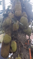 Jackfruit tree documented bearing multiple fruits in Indonesia