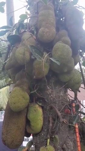 Jackfruit tree documented bearing multiple fruits in Indonesia
