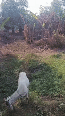 Goats grazing and kitchen prep on a rural Indonesian morning