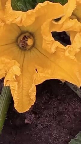 A close-up shot focuses on a bright yellow squash blossom. A bee is visible inside the blossom, appearing to be collecting pollen. The flower's petals are ruffled and delicate, and the background is a blur of green leaves and dark soil. The video is static, with no camera movement or changes in the scene.