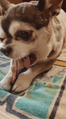 Chihuahua chews bone on striped blanket in Sankt-Peterburg