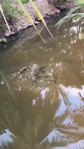 The video shows a turtle in a body of water that looks like a pond or shallow lake. The water is murky, and the turtle is dark-colored, making it blend in somewhat. There is vegetation on the bottom of the body of water, and the surface has some ripples. Reflected in the water are elements of the surrounding environment, including palm trees and the sky.  A stone wall is visible at the upper left. The video is taken from above, giving a clear view of the turtle.