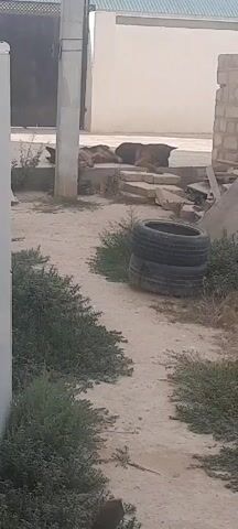 A dog is resting on concrete steps. There are several tires piled up on the right side of the path. The ground is dirt and gravel. There are bushes on either side of the path.