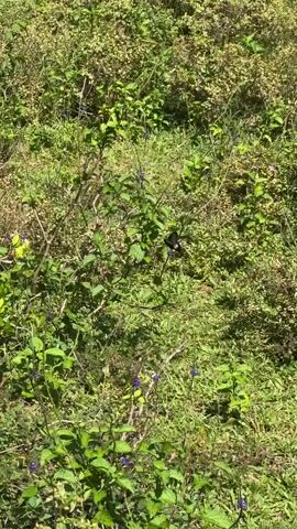 The video shows a dense patch of greenery, with various shades of green present across different types of plants. Interspersed throughout are small purple flowers.  A butterfly with dark wings is observed briefly resting on one of the plants. The shot is steady, providing a clear view of the foliage.  The scene appears to be outdoors, likely a natural setting like a field or garden.