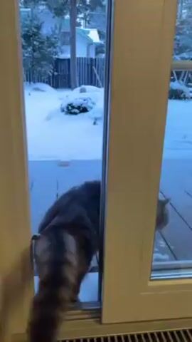 The video shows a gray tabby cat walking onto a wooden porch covered in snow, seen through a glass door. The cat initially enters the frame from the left, coming from inside the house, and moves onto the porch. The background shows a snowy yard with trees, a fence, and a swing set partially covered in snow. Light snowfall can be observed. The camera's perspective is from inside the house, looking out through the glass door. Someone is speaking in the background. A colorful object resembling a toy is visible on the porch near the bottom of the frame.