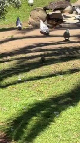 The video shows a grassy area with a sandy patch in the background, upon which several birds are standing.  The birds appear to be ducks and pigeons.  Shadows from trees cover part of the grass. A white bird walks in the sandy area.  Bird sounds can be heard.