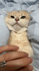 Cat photographed during playful moment in Dubai home