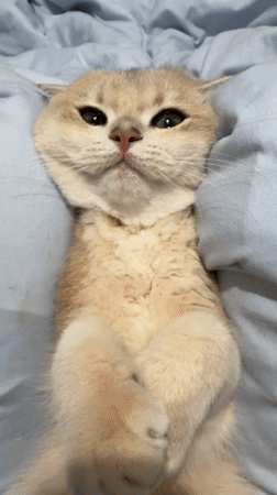 Cat photographed during playful moment in Dubai home