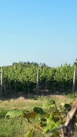 The video shows a vineyard with rows of grapevines. The grapevines are lush and green, supported by wooden stakes and wire trellises. The ground between the rows is dark soil. In the foreground, there is green grass and some leaves. In the background, there are trees and a clear blue sky. The lighting suggests it is daytime, likely morning or late afternoon. There are no people or animals visible in the video.