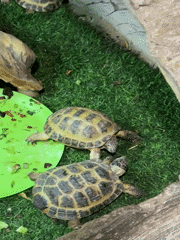 Moscow visitor documents animals at petting zoo exhibit