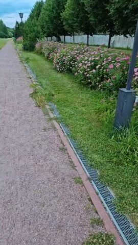 This media file depicts a scenic outdoor path with a lush green lawn and a vibrant hedge of pink flowers. The path, made of fine gravel, runs along the left side of the frame. A drainage grate runs alongside the path, bordering the grassy area. The lawn is well-maintained, with some patches of taller grass and wildflowers. A prominent feature is the dense hedge of pink flowers that stretches across the middle ground of the image, creating a beautiful display of color. Tall, mature trees with dark green foliage form a backdrop, lining the area behind the flower hedge. A white fence or wall can be seen behind the trees. A dark lamppost stands tall on the left side of the path, suggesting a park or public walkway. The sky appears overcast, indicating a cloudy day. There is no visible text in the media file. The overall impression is one of a peaceful and well-kept natural setting, likely a park or garden in Russia, given the location context of "Росинка Кп, Russia." The scene evokes a sense of calm and natural beauty.