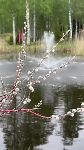The video shows a pussy willow branch in the foreground, with a pond and fountain in the background. The branch has several stems with white, furry buds. The pond is calm, with reflections of the trees in the water. A fountain in the center of the pond shoots water upward in a spray pattern. The background consists of a forest of birch trees with light green leaves, and tall grass around the edges of the pond. A hint of pink flowers is visible behind the trees.