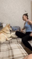 Dog plays fetch on the couch at a Khimki apartment