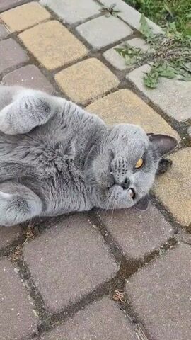 A British Shorthair cat with gray fur and yellow eyes lies on its back on a paved surface. The cat is looking upwards with its eyes partially closed, and its paws are raised. The paving stones are a mix of brown and tan colors, and there is some greenery in the background.