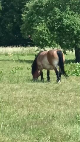 This is a video clip of a horse grazing in a grassy field on a sunny day. The horse is light brown with a darker mane and tail. It is facing away from the camera and appears to be eating grass. In the background, there are trees and more grass. The setting looks like a rural area in Poland, specifically Zakrzewo-Kopijki, given the provided location context. The video captures a peaceful moment of the horse enjoying its meal in the natural environment. There is no visible text in the video.