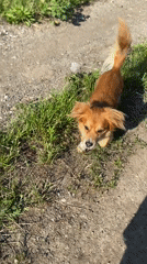 Morning dog walk captured in Serbian countryside