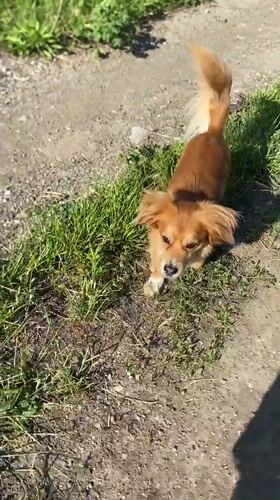 Morning dog walk captured in Serbian countryside