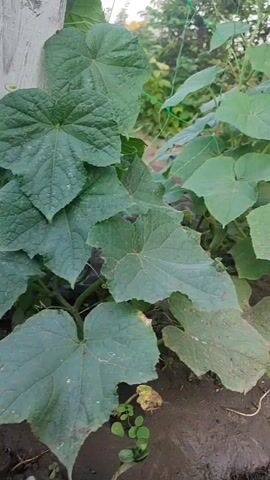 The media showcases a close-up, low-angle view of a thriving cucumber plant in a garden. The plant is lush and green, with large, characteristic cucumber leaves sprawling across the dark, moist soil. Some leaves appear slightly weathered, suggesting a mature plant. A green mesh trellis is visible in the background, supporting the climbing vines. Small green weeds are interspersed with the cucumber plants and along the edge of the garden bed.

The scene is outdoors, likely in a rural or suburban setting given the presence of a tree trunk with rough bark on the right side of the frame. The lighting suggests it is daytime, possibly late afternoon or early morning, as the light is soft and diffused, not harsh. There are no people visible in the media. The overall impression is one of natural growth and a well-tended garden. The location context of Grigoriopol, Moldova, places this scene within Eastern Europe. No text is visible in the media.