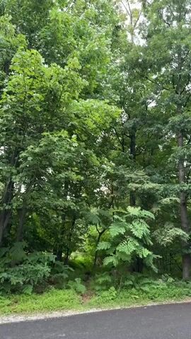 The video pans across a wooded area with a paved path in the foreground. Tall trees with green foliage dominate the scene, with some deciduous trees showing hints of fall colors. The sky is overcast. The path appears to be empty of people or vehicles. The overall impression is a serene, natural environment.