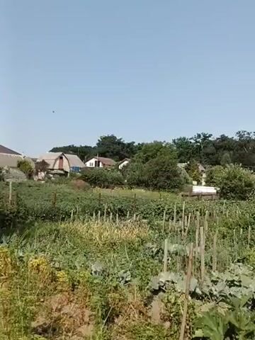 The video captures a view of a garden on a clear day with houses and trees in the background. The garden appears to be cultivated with rows of vegetables, including what looks like cabbage or cauliflower, beans or peas on trellises, and some leafy green plants. Wooden stakes are visible throughout the garden, likely used to support the plants. The ground is a mix of soil and plant matter. The sky is a uniform light blue, indicating a sunny environment. The scene is static, with no discernible movement beyond what might be natural plant sway or slight camera vibration.