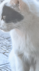 Morning scenes with white cat, flowers documented in Sterlitamak