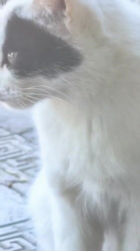 Morning scenes with white cat, flowers documented in Sterlitamak