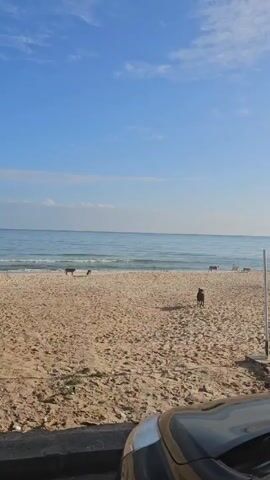 The scene is a beach on a sunny day, with a clear blue sky and a calm sea. Several dogs are on the beach; a black dog is standing still in the foreground, while two light-colored dogs are walking near the water's edge. The sand is golden, and there are footprints covering it. To the right of the frame, there is a white pole and a glimpse of a black car.