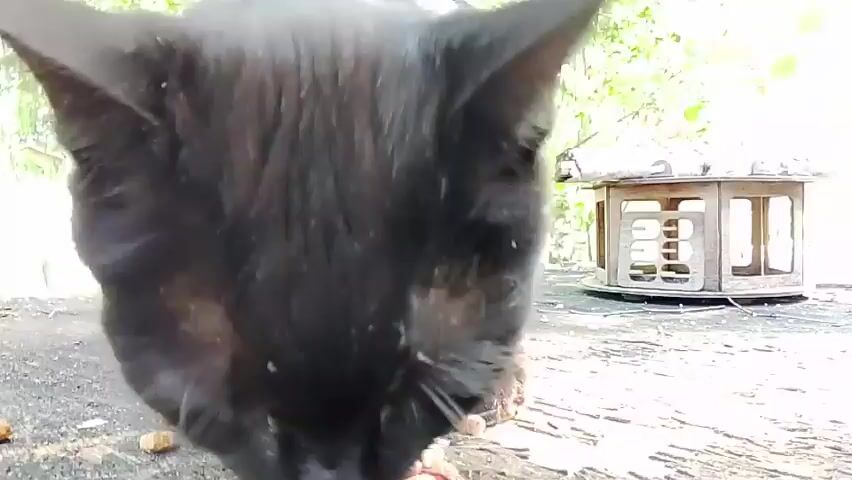 The video shows a close-up, low-angle shot of a black cat eating kibble from a wooden surface, possibly a tree stump. The cat's head fills most of the frame as it lowers its head to consume the food. Scattered kibble is visible on the surface around the cat. In the background, to the right, a small, multi-tiered wooden structure resembling a bird feeder or a decorative item can be seen. The environment appears to be outdoors, with some greenery visible in the blurred background, suggesting a natural setting. The lighting is bright, possibly indicating daylight. There are no people present in the frame. The focus is entirely on the cat and its meal.