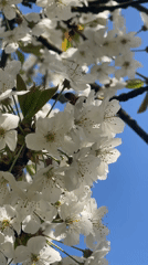 Spring blooms documented at Mote Park, Maidstone during afternoon stroll