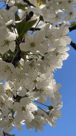 Spring blooms documented at Mote Park, Maidstone during afternoon stroll