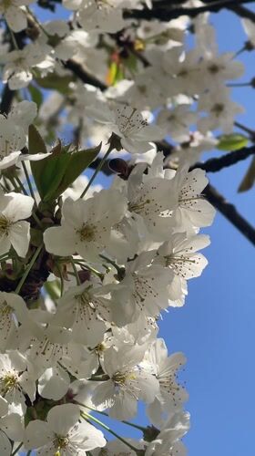 Spring blooms documented at Mote Park, Maidstone during afternoon stroll