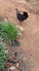 Rural farm animals observed foraging in Jos, Nigeria